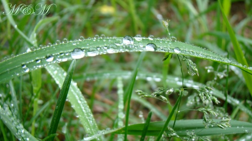 raingrass