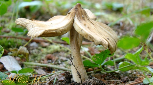 mushroomdance